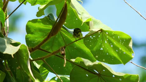 with its back facing the camera, the brown-throated sunbird anthreptes malacensis is busy preening to clean its feathers as it is perching on a tiny twig that is being blown gently by the wind