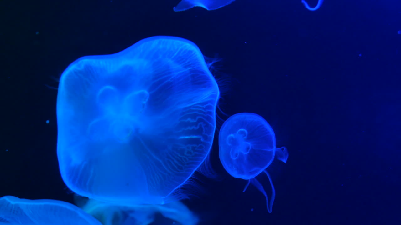 Meduse luminose in un acquario