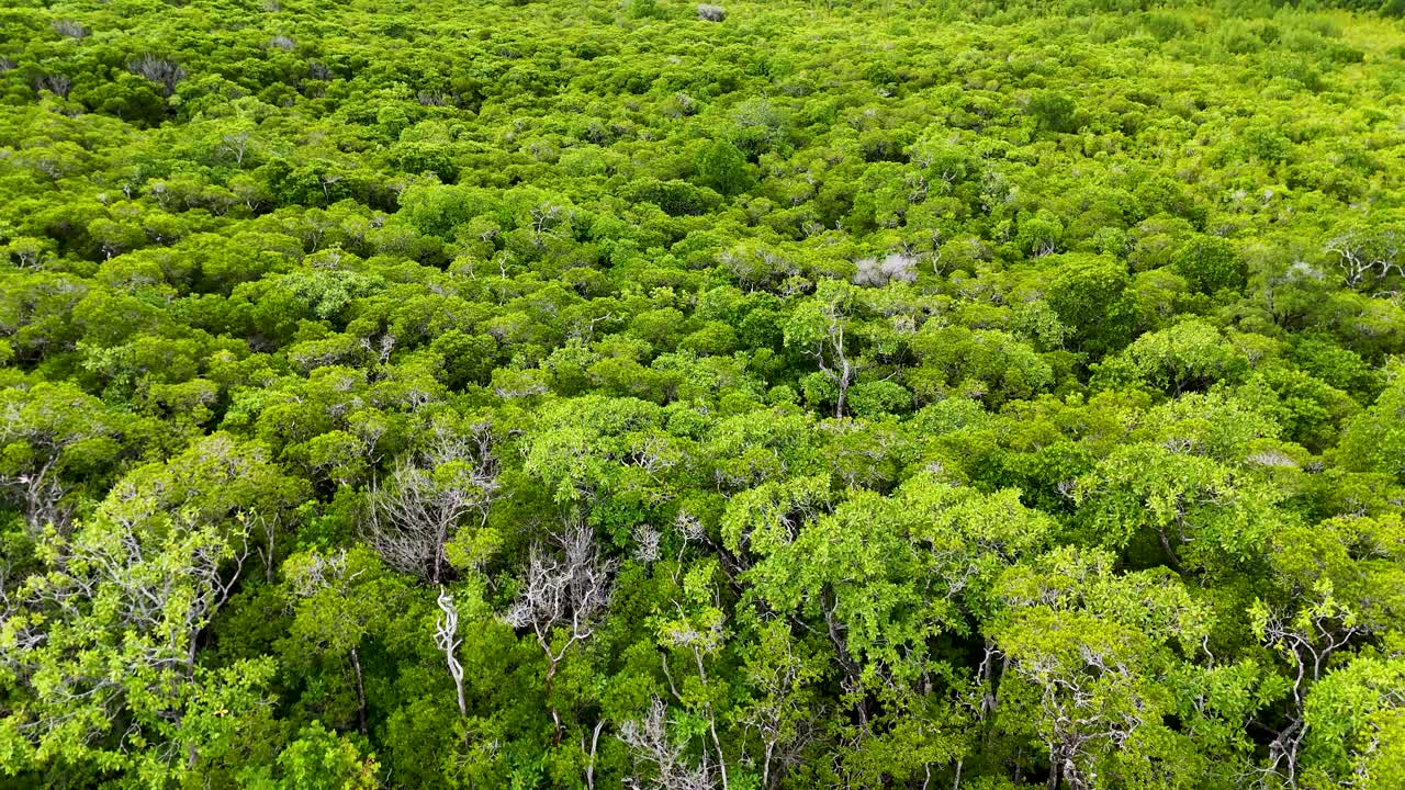 Drone smoothly rises above dense rainforest canopy, revealing vibrant green foliage and riverbank below