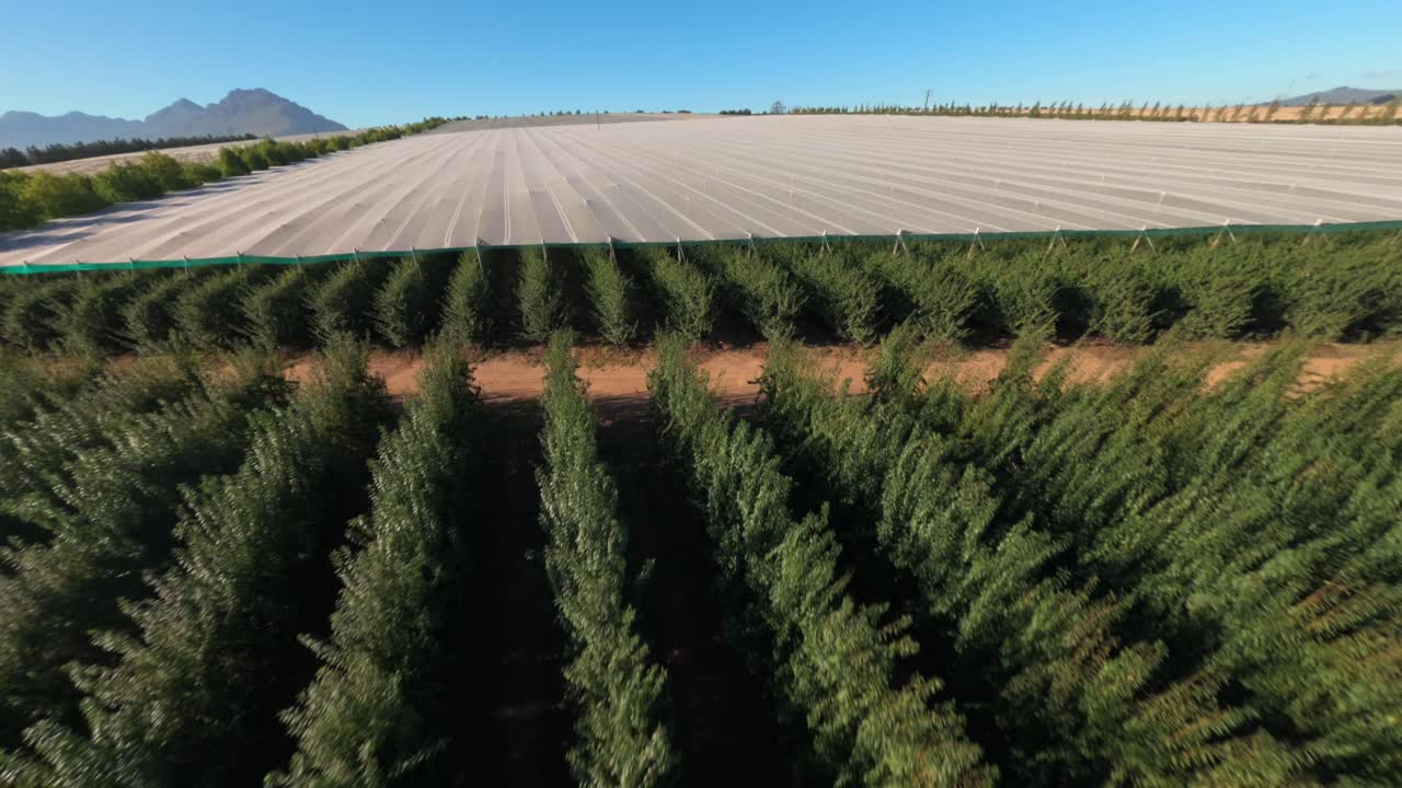 FPV drone in steep dive over grapevine rows at high speed near Stellenbosch, close to the ground with dynamic motion