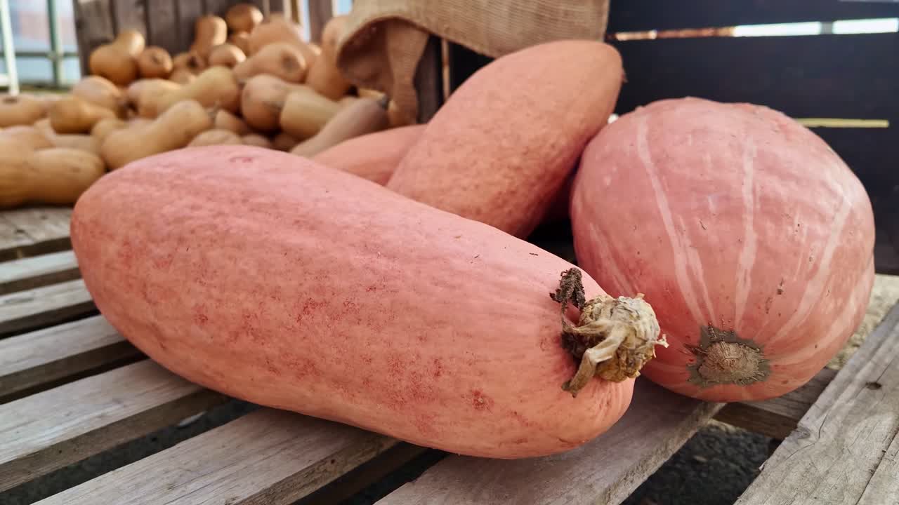 Close-up of Pink Banana squash