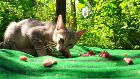 el gato duerme es una mascota en los hogares