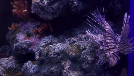 lionfish swimming in a rocky aquarium setting