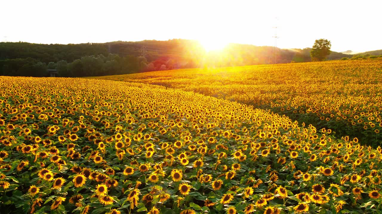 impresionantes imágenes de drones de 4k de una hermosa puesta de sol sobre un gran campo de girasol dorado en el campo