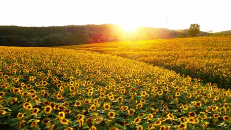 impresionantes imágenes de drones de 4k de una hermosa puesta de sol sobre un gran campo de girasol dorado en el campo