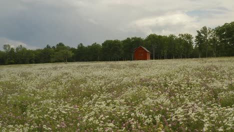 slow gliding shot over wildflower field in blossom