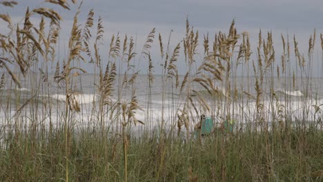 sea oats with couple on beach vacation