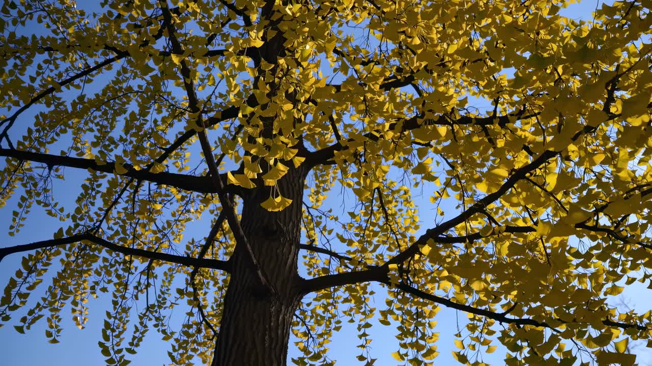 Upward angle captures vibrant yellow leaves against a clear blue sky, creating a serene