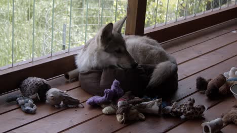 Pequeño-Lobo-De-Madera-Mimado-Tratando-De-Dormir-En-Su-Cama-Al-Lado-De-Sus-Juguetes