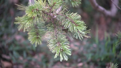 Pine-tree-branches-and-needles-in-early-spring-close-up