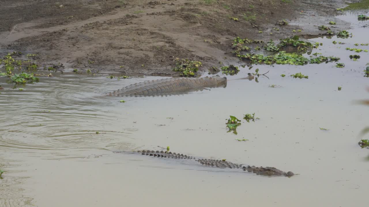algunos cocodrilos nadando en el agua medio sumergido en el parque nacional de chitwan en nepal