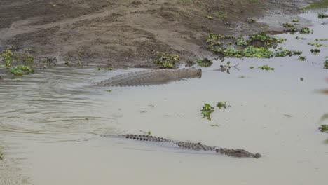 some crocodiles swimming around in the water half submerged in the chitwan national park in nepal