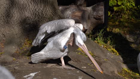 big pelican with foot tag cleaning itself, medium shot