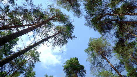 View-of-pines-from-bottom-up.-Crowns-of-pine-trees-against-blue-sky