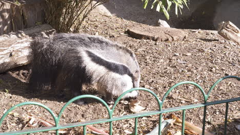 giant anteater roams around it's enclosure at a wildlife park