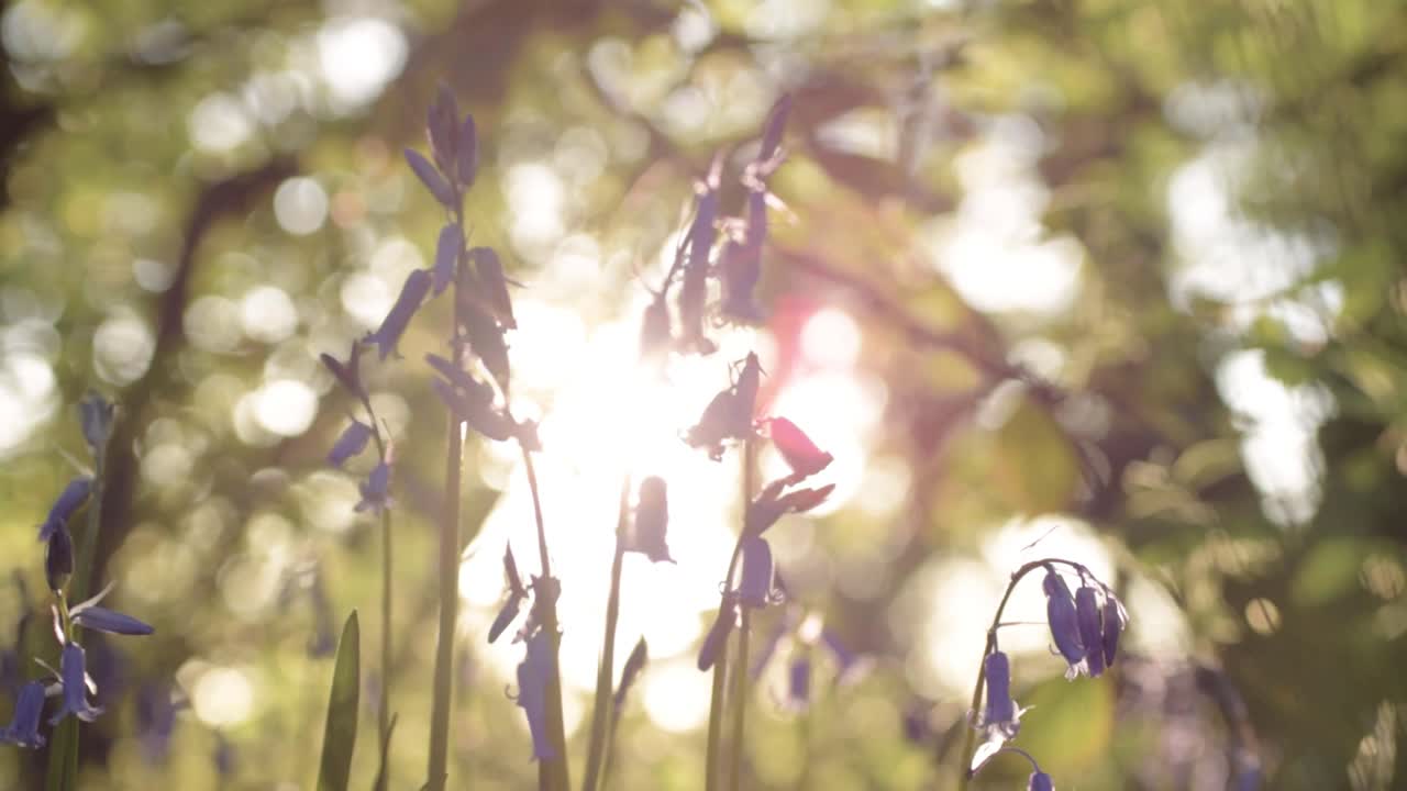Bluebells in Sunlight