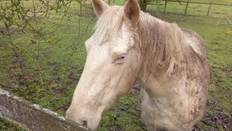 Caballo-Blanco-En-El-Campo-Ubicado-En-Newent-Gloucester-Uk