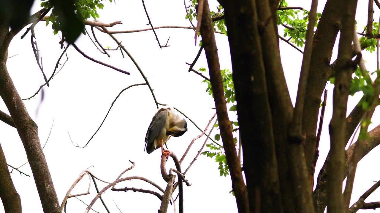 베트남 의 나무 에 앉아 있는 호랑이