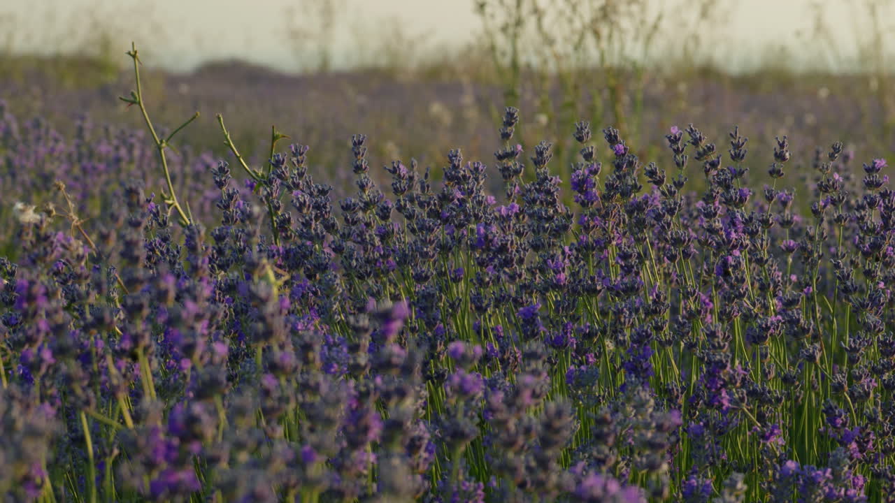 Close up of a lavender field at sunset with soft summer breeze and warm sunlight creating a peaceful agricultural scene with depth of field and blurred distant flowers