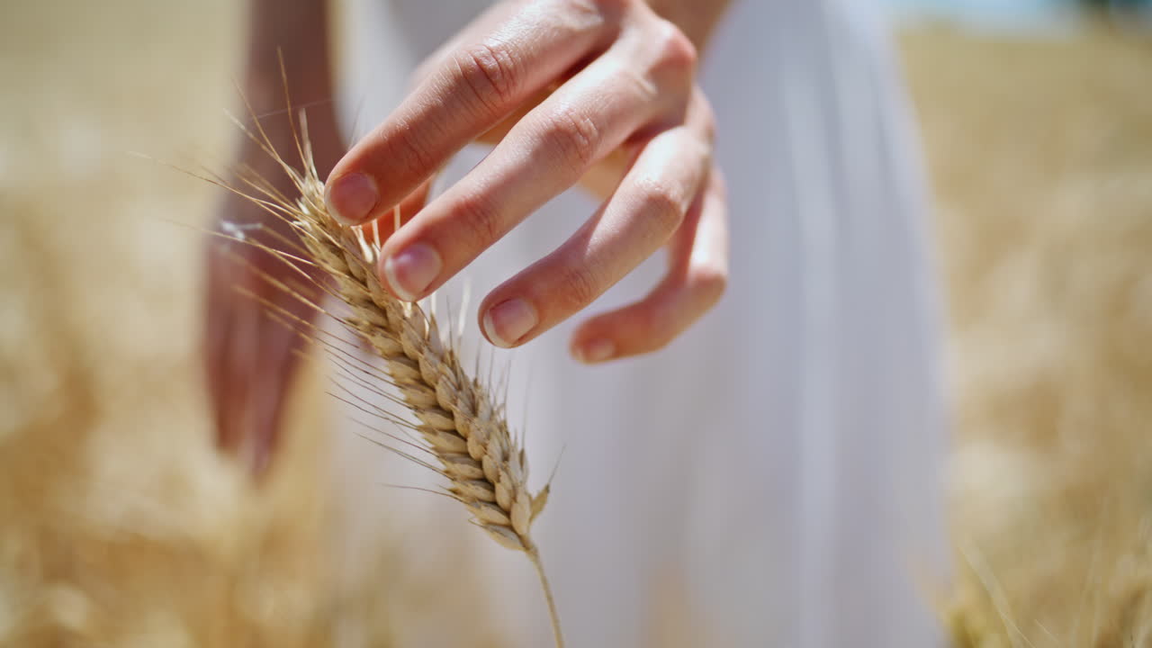 Dita di donna che toccano il grano al sole, primo piano in una fattoria rurale. Ragazza che sente la consistenza della segale.