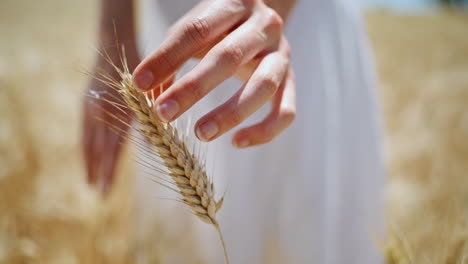 lady fingers touching wheat sun rural farm closeup. girl feeling rye texture