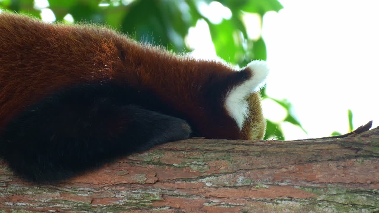 Un panda rosso (Ailurus fulgens) è ripreso in primo piano, che riposa pacificamente su un ramo d'albero in una giornata serena