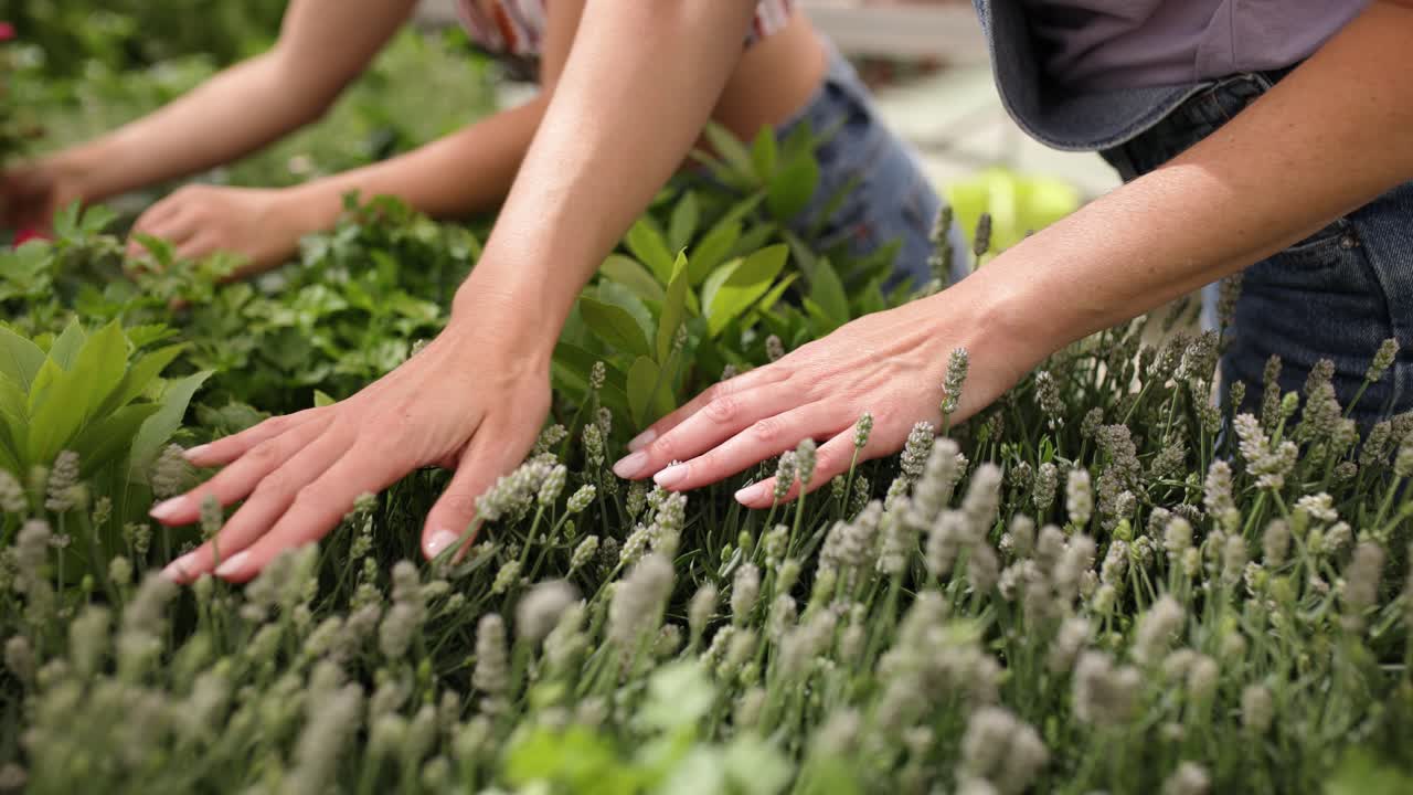 Woman gently touching aromatic herbs and lavender