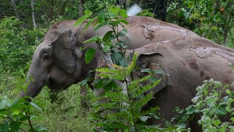 Die-Asiatischen-Elefanten-Sind-Vom-Aussterben-Bedroht-Und-Sie-Sind-Auch-In-Thailand-Beheimatet