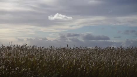 Lake,-wind-and-reeds