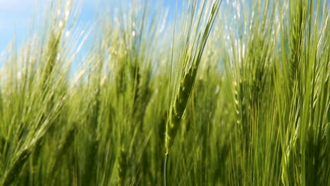 Close-up-of-green-grains-moving-with-wind-in-large-green-fields-on-bright-day