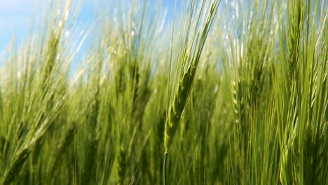 close up of green grains moving with wind in large green fields on bright day