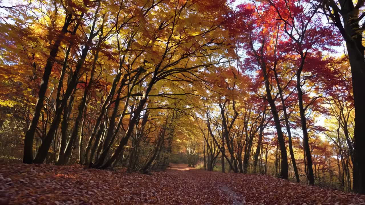 A serene video captures a low-angle view of a forest path, with vibrant autumn leaves in red