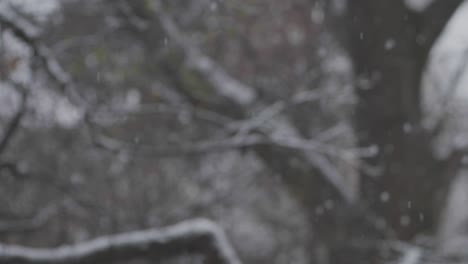 SLOW-MOTION:-Heavy-snowfall-in-front-of-a-tree