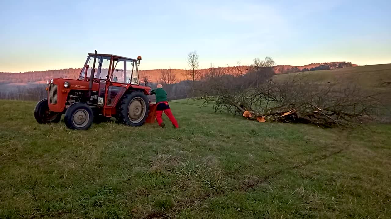 Person pulling big tree branches with small red tractor across green field. Closer shot with perspective change.