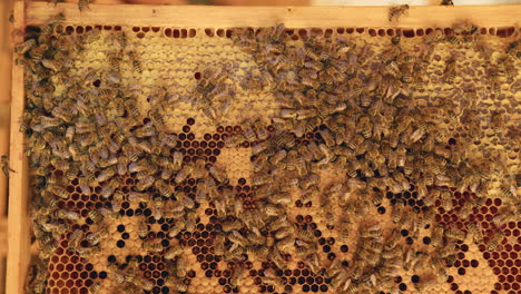Honeycomb-with-open-and-closed-honey-cells-and-bees-colony,-close-up