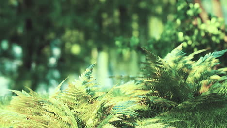 fern forest background