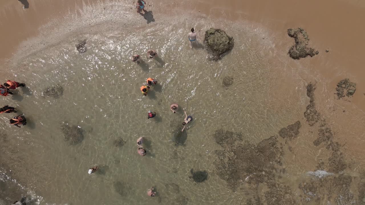 Tourists interact with large sea turtles in shallow sandy beach water
