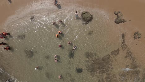 Tourists-interact-with-large-sea-turtles-in-shallow-sandy-beach-water