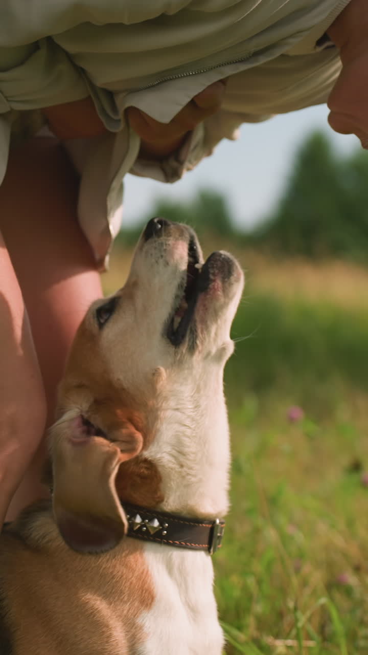 amante de mascotas inclinándose en un campo de hierba interactuando juguetón con su perro, perro alcanzando su ropa mientras lleva una correa de cuello clavado, brillante día soleado con un entorno verde exuberante