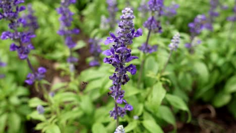 a vibrant display of purple lavender flowers.