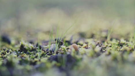 a bunch of grass on the ground, covered by lichen, moss