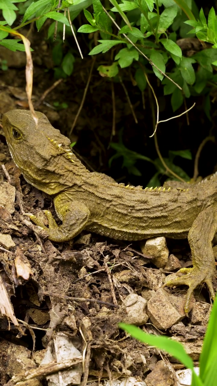 Primo piano verticale di un rettile tuatara (fossile vivente) che riposa nel suo habitat forestale nativo in Nuova Zelanda. Specie endemica rara con pelle ruvida e aspetto preistorico