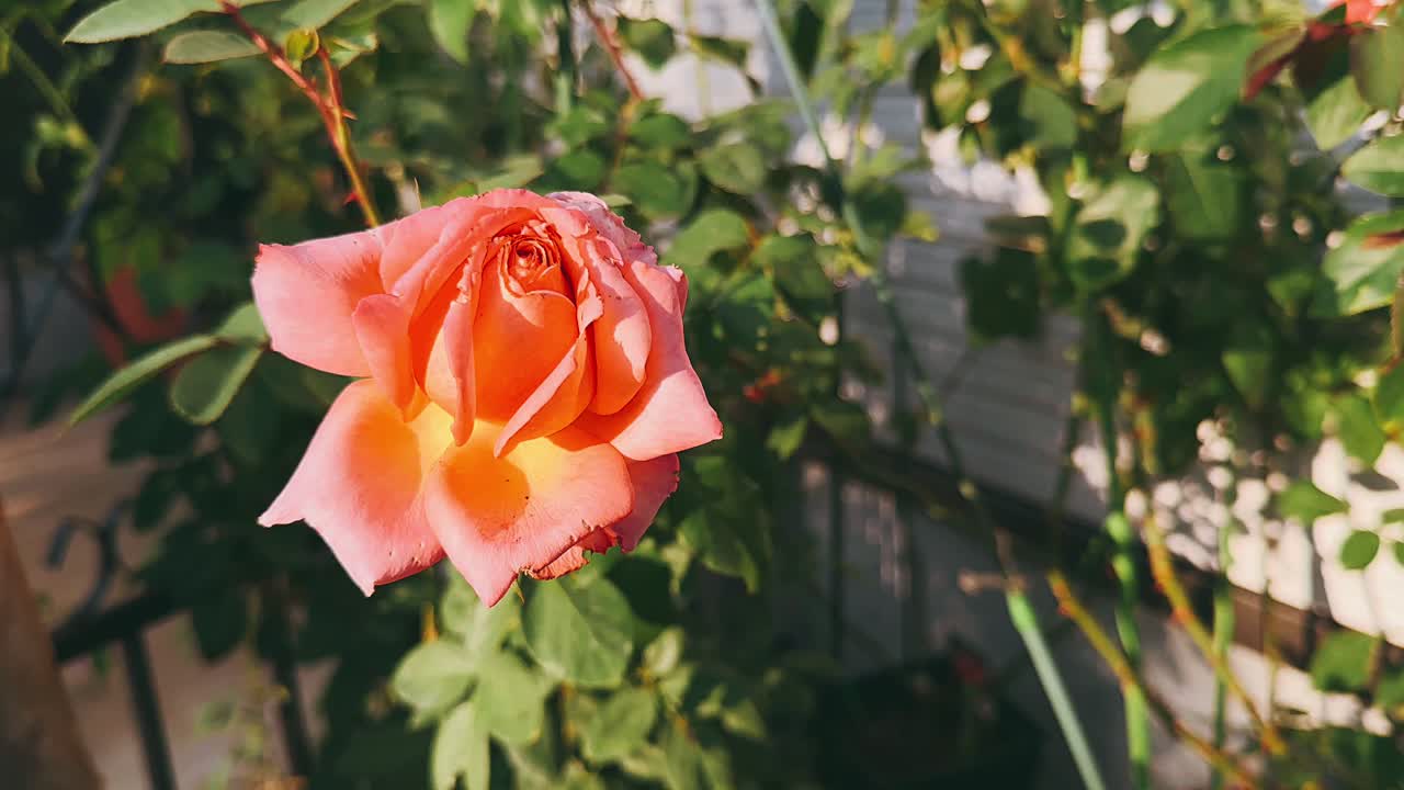 정원에서 아름다운 복아색 오렌지색 장미