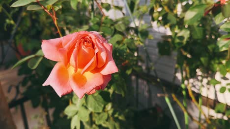 hermosa rosa naranja en el jardín