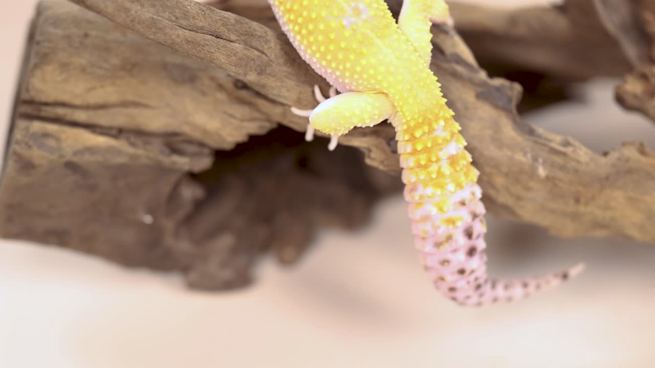 A vibrant leopard gecko moves across driftwood in a well-lit terrarium, showcasing its colorful scales and natural habitat