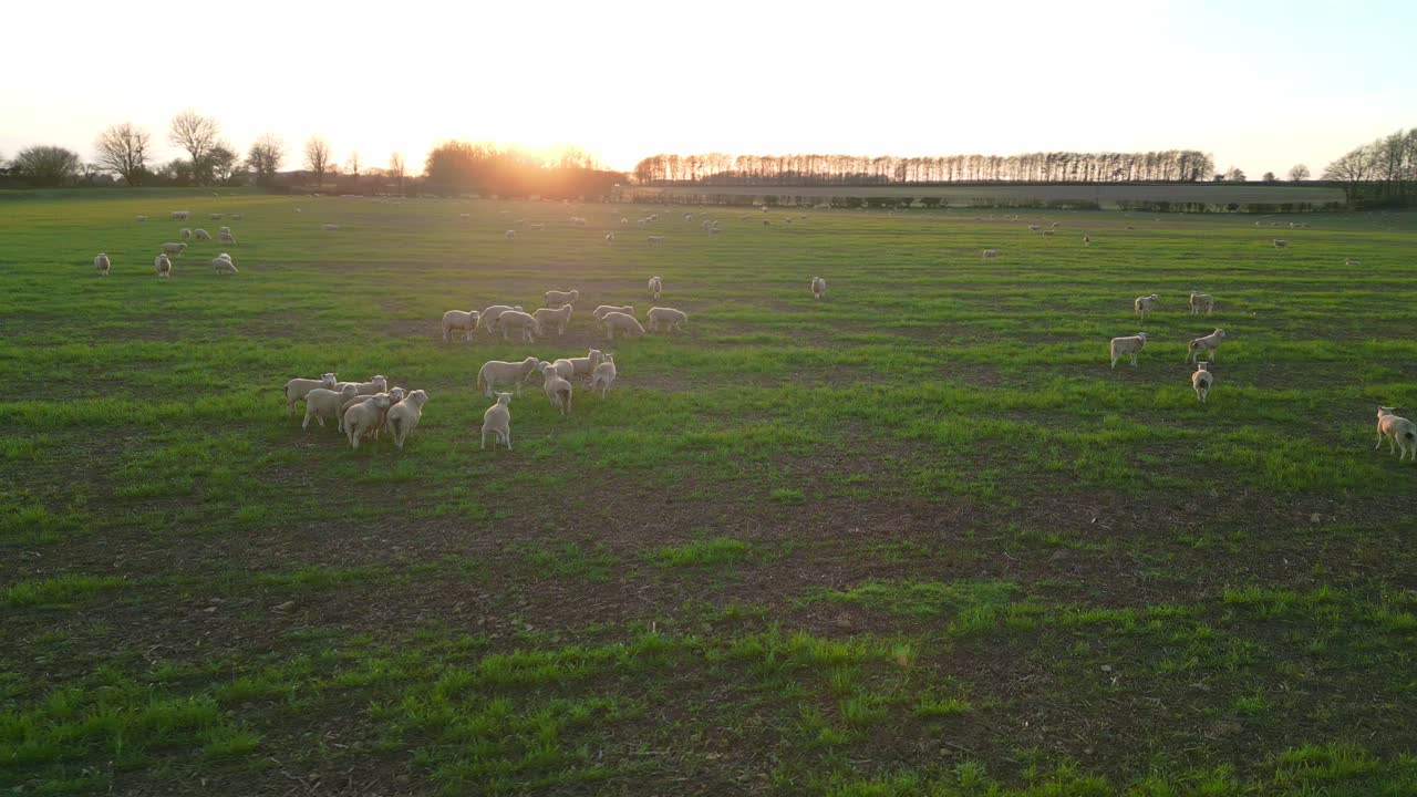 Ripresa lenta con drone di pecore al pascolo in un campo erboso nel Regno Unito, che mostra la tranquilla vita rurale