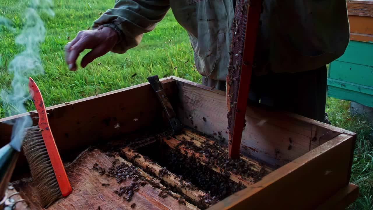 Beekeeper gently sweeps bees off a honeycomb frame with a special brush, an essential step before harvesting honey at an apiary - slow-motion close-up