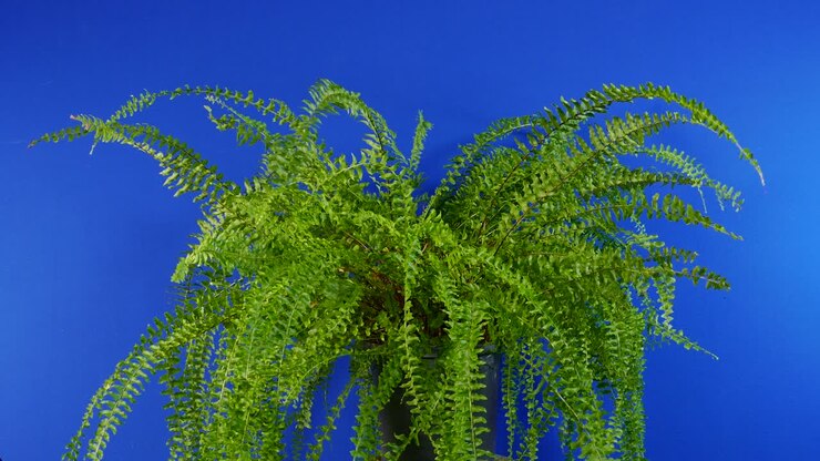Felce mossa dalla brezza su bluescreen per compositing