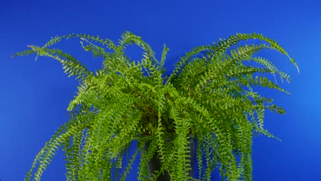 fern in breeze on blue screen for compositing