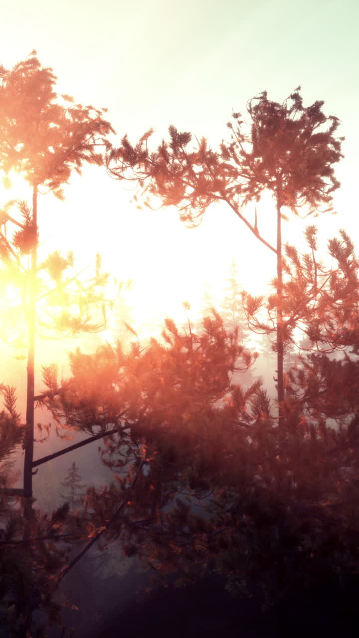 안개 가 가득 한 소나무 숲 에서 해가 뜨는 것